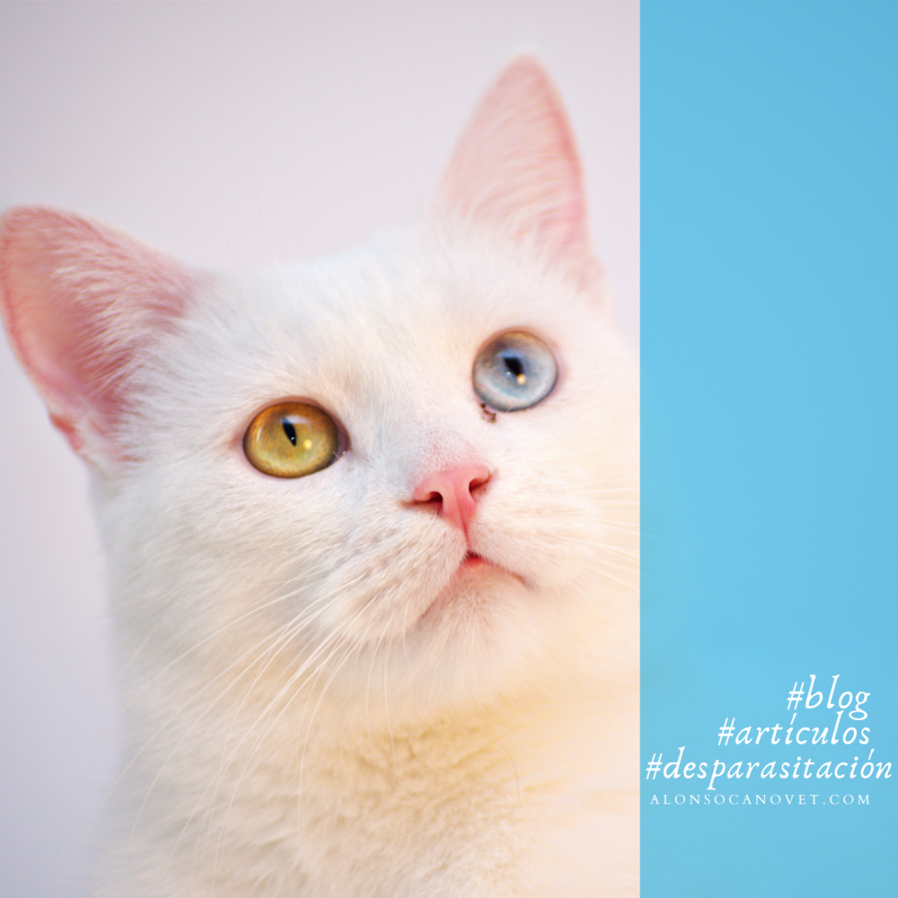 Gatos: Especial interna y externa | Clínicas veterinarias Alonso Cano & Padilla | Madrid